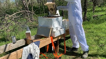 Beekeeping 101, for beginners, first year (part 1)