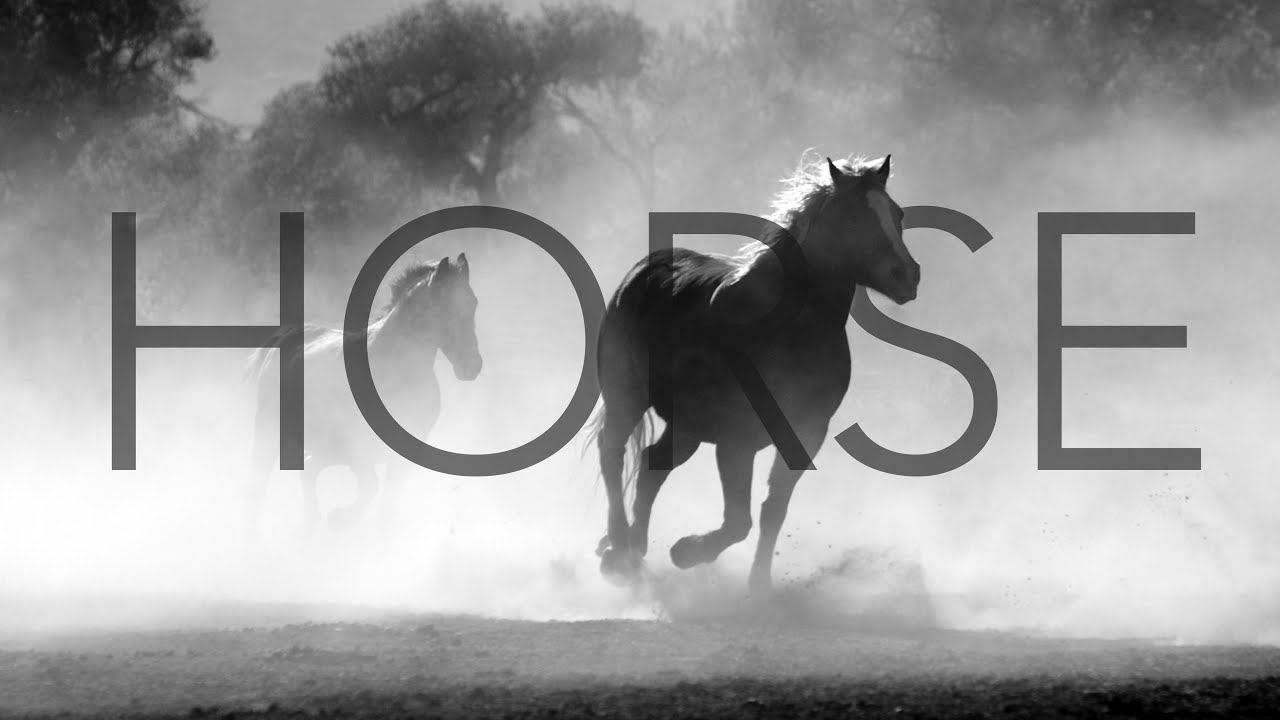 Horse Sound Effect (Copyright Free) YouTube