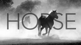 Horse | Sound Effect (Copyright Free)