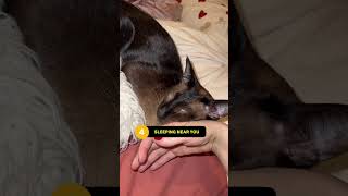 Which Stage Of Cat Love Are You In Right Now 