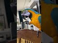 Какой тебе хлеб? #animal #bird #macaw #parrot #funny