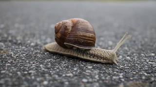 How to Fix a Slow WordPress Site & Get Blazing Fast Speeds