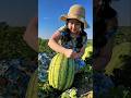 🍉 Watermelon Harvesting Trick Creates Perfect Fruit Bowl #WatermelonHarvest #FruitCarving #nature