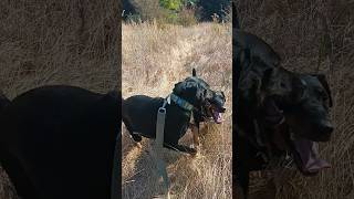 Грозарубик Немецкий Охотничий Терьер German Hunting Dog Jagdterrier