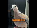 Une tourterelle est apparue sur le rebord de la fenêtre de la maison de la fille！ #animal #animaux
