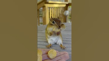 CHIPMUNK PEANUT CHALLENGE: HOW MANY FIT?! 🤯🐿️🥜 #shorts