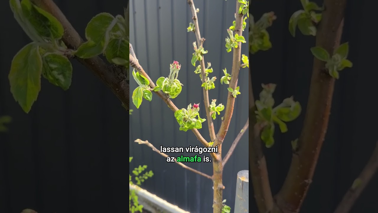 Gyönyörű virágok borítják a kertet tavasszal🌷