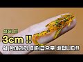 호그웜 한마리로 미터급 생선을 잡아보자!!