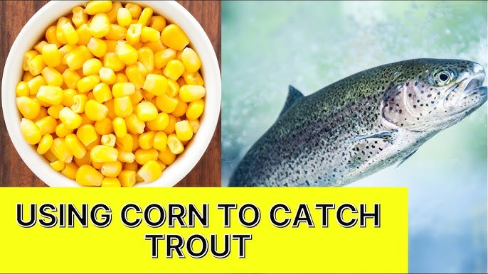 Does CORN Work better than Powerbait? Beginner Trout Fishing 