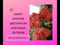 Пеларгония. Раскрываю свой секрет! Крепкие цветоносы и крупные бутоны.