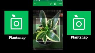 ISANG APP PARA SA IYONG MGA HALAMAN | PLANT IDENTIFIER APP