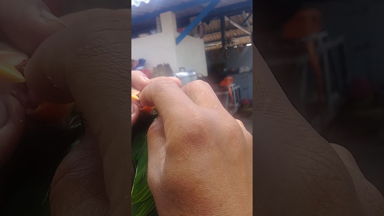 Burung Betet Gacor Youtube