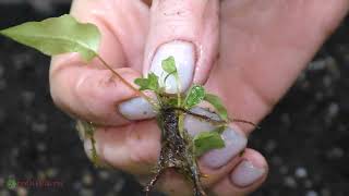 видео: Живородящие папоротники - посадка деток. картинка: Живородящие папоротники - посадка деток.