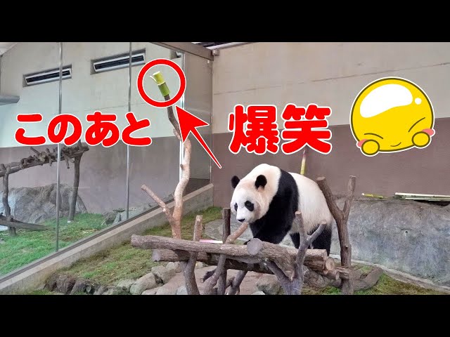 パンダ！ありがとう！パンダガチャ　総選挙楓浜スペシャル8点セット パンダの赤ちゃん（楓浜）】それぞれの時間（292日齢） - YouTube