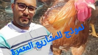 تربية و تسمين  الفروج الحبشي