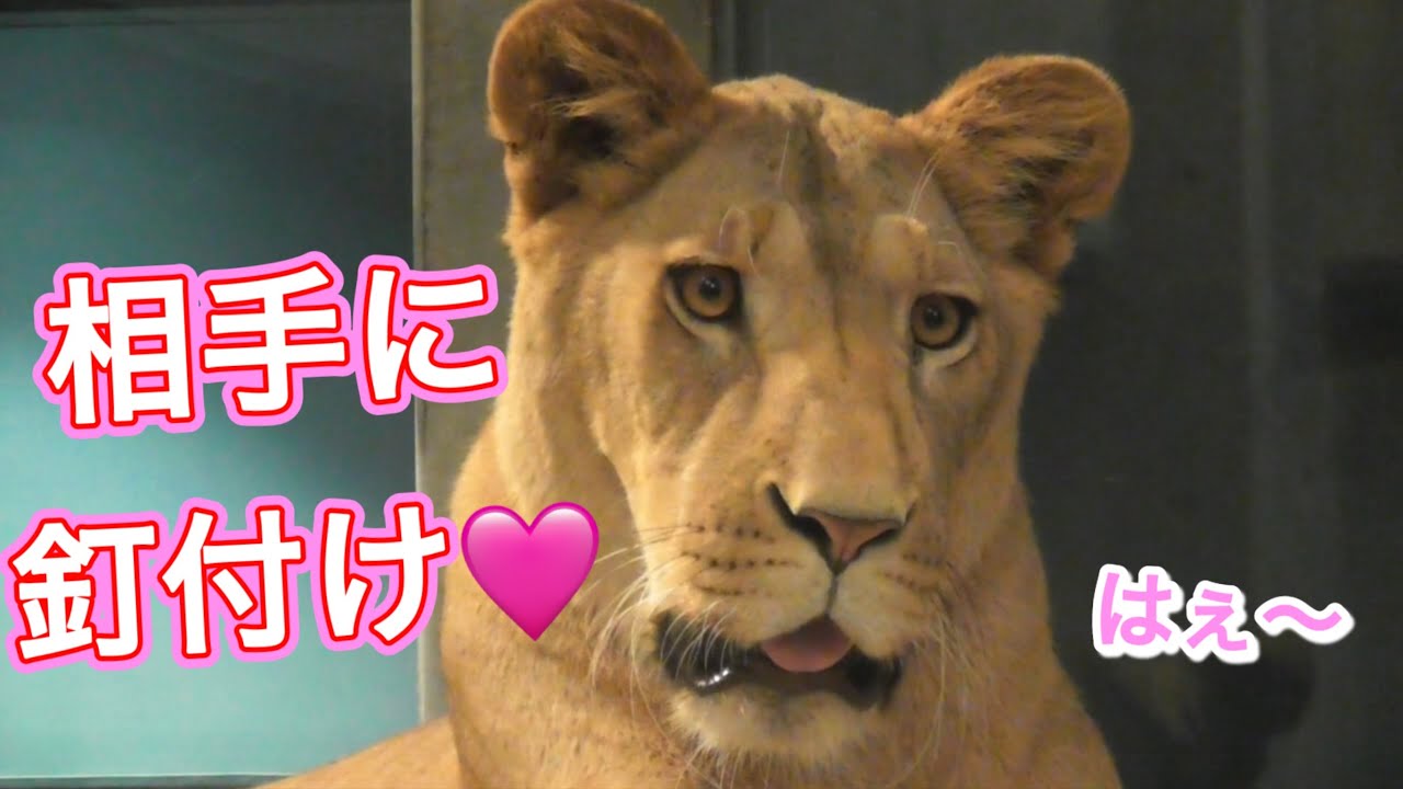 Lion＆Hyena/Can't help but stare at his mate.His adorable