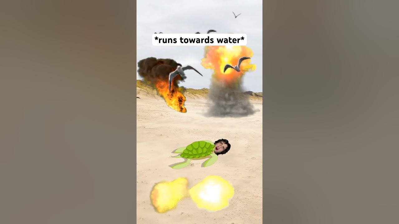 When Sea Turtles Are Born π #shorts #relatable When Sea Turtles Are Born π #shorts #relatable