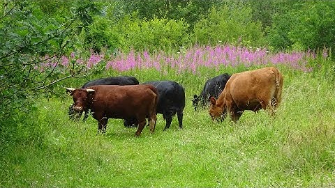 An Introduction to Conservation Grazing of Meadows - Part 1
