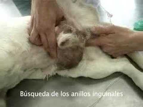 Operacion umbilical cuesta una hernia en de perros cuanto