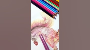 Draw realistic Squirrel using cheap and best colour pencil #shorts #drawing
