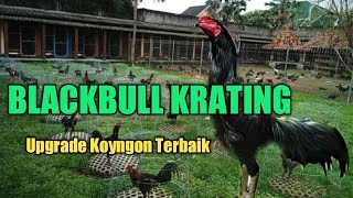BLACKBULL KRATING,KOYTRAD Terbaik Sepanjang Sejarah #KANDANGDRAGON.