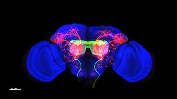 Studying neural circuits with trans-Tango