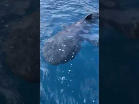 Anglers recorded on video first pair of Megamouth sharks ever observed together