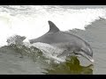 The Dolphin Explorer, Marco Island  Florida