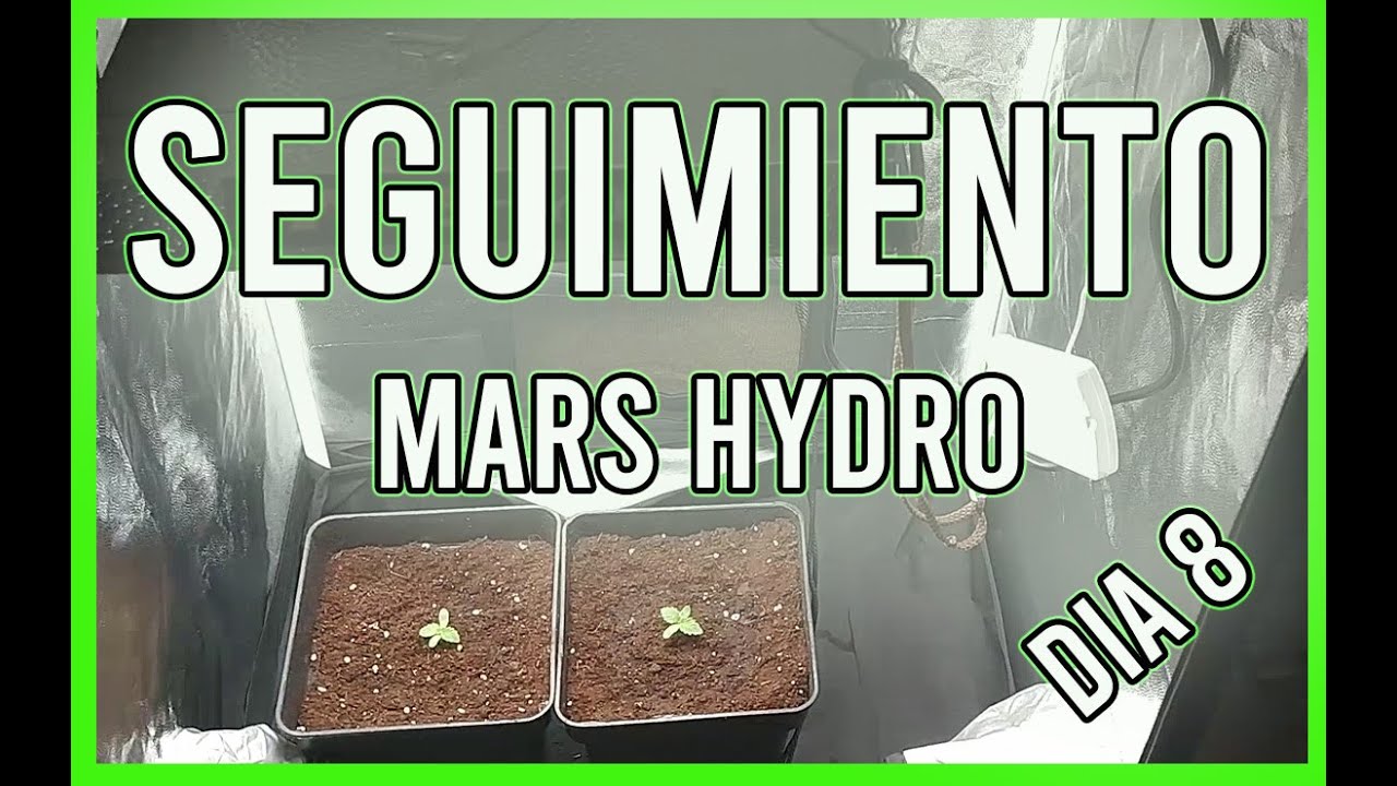 SEGUIMIENTO Mars Hydro TS 600 DIA 8 | Trasplante a Macetas de 3 Litros