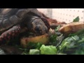 Baby Red Foot Tortoise Eating