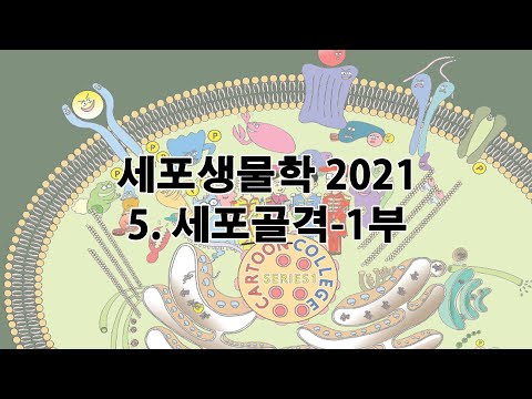2021 세포생물학 chapt 6 세포골격 1부