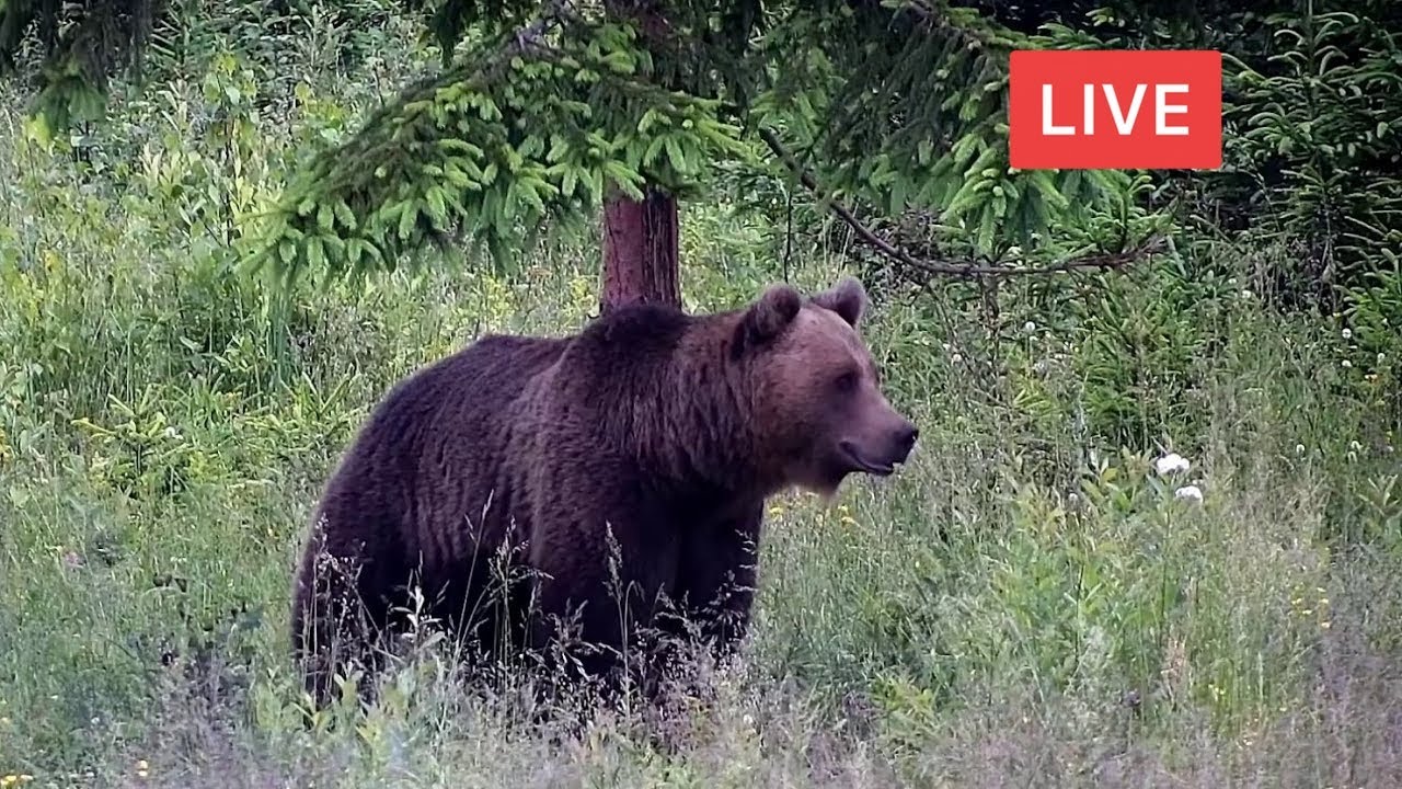LIVE Animal Cam - Bear - Deer - Boar - Fox - Wolf - Birds - Wildlife - Transylvania, Romania, Europe