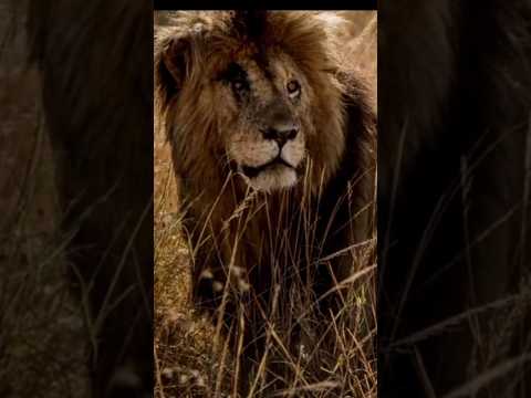 الأسد سكارفيس أقوي وأخطر أسد عرفة التاريخ الأسد الاسطورة الاسد صاحب الندبة Scarface Lion King 