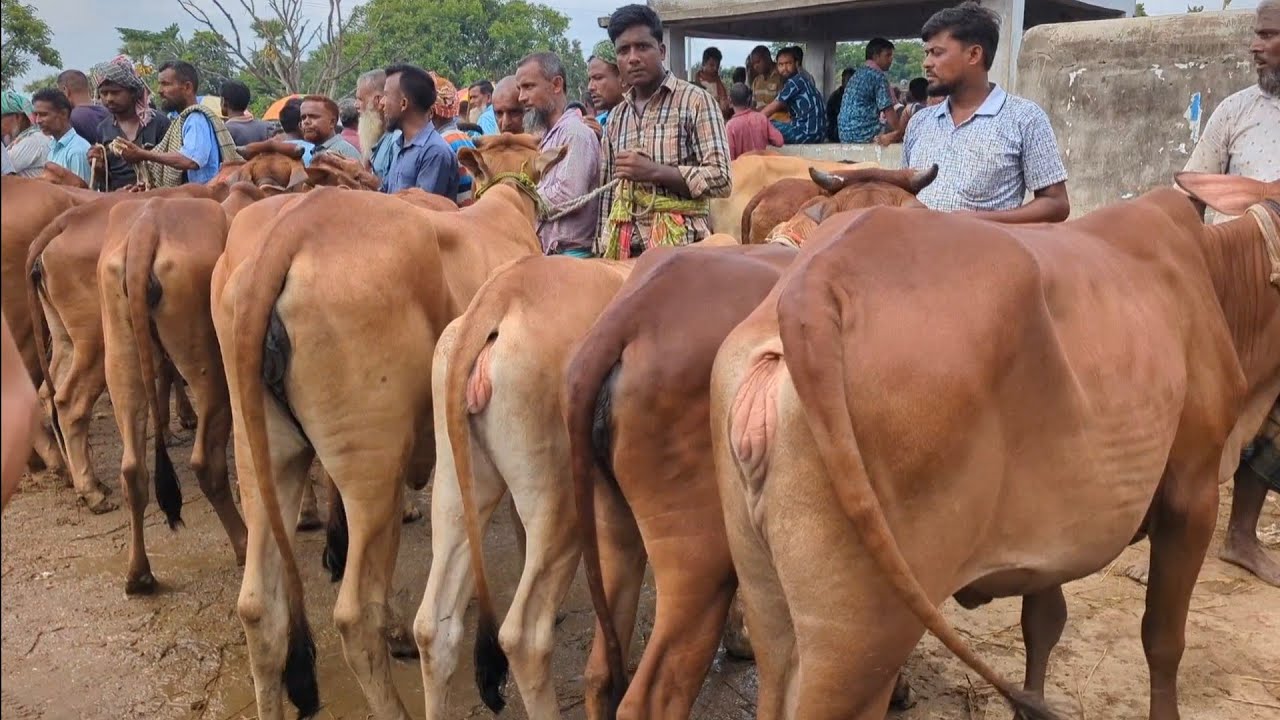 আজ ৩০ জুন ২০২৫ || বকনা গরুর ভিডিও দাম দর সহ || ছাতড়া হাট নওগাঁ জেলা 