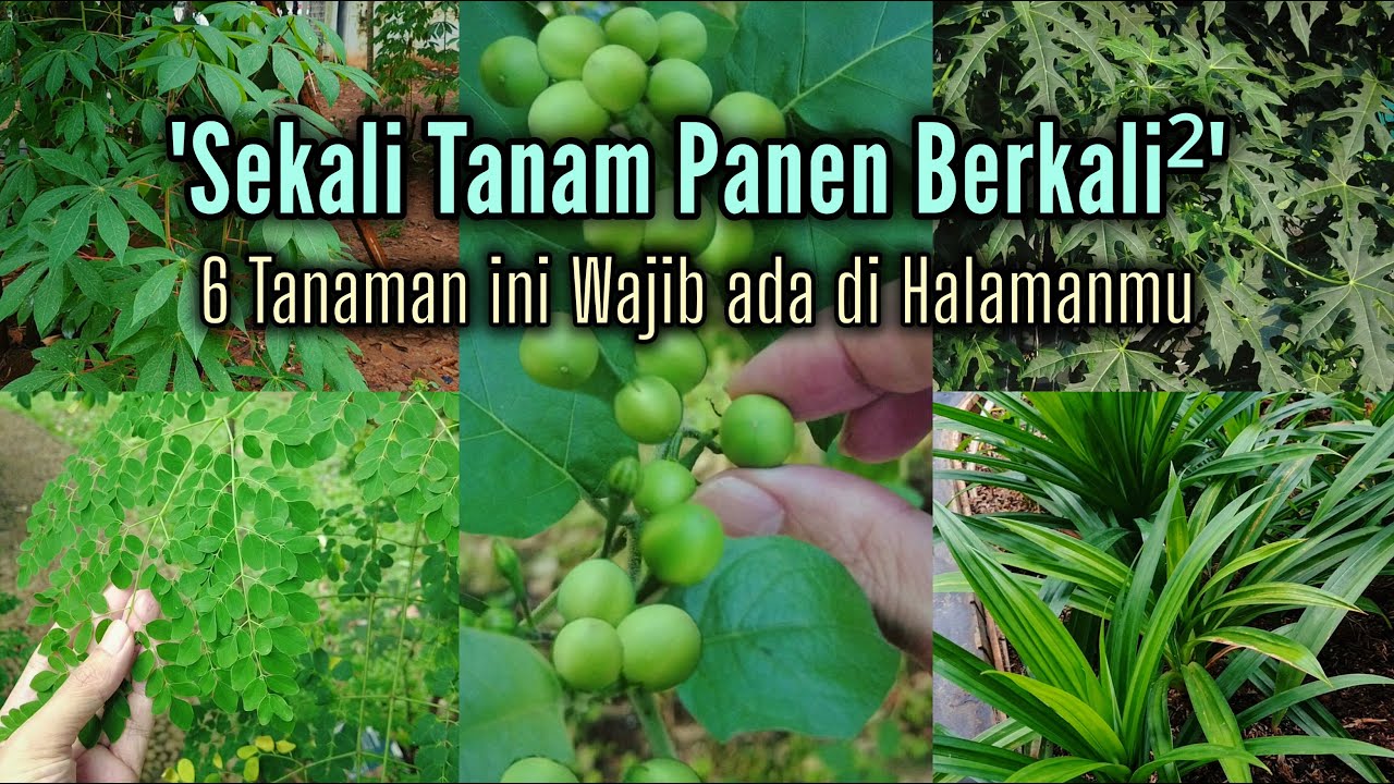 6 Tanaman Ini Wajib Ada di Halaman Rumahmu !! Sekali Tanam Bisa Panen Berkali-kali