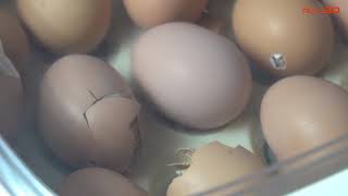 Rcom MAX 20 Incubator egg hatching (알콤 MAX 20 부화동영상)