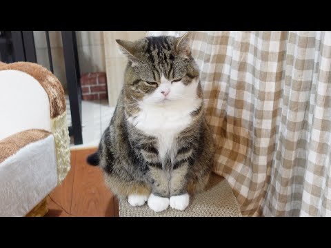 衝撃吸収ボディなねこ。-Maru's fluffy body is shock absorbing.-