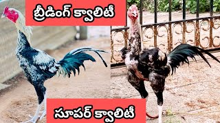 భీమవరం రిచ్ వాటం పుంజులు #99638 75520