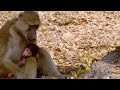 Baboon Social Structure and Behavior