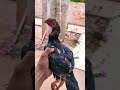 Franguinho índio Bico curto Crista ferrão 🐓🖤 #galinha #roça #aves #animal #chicken