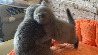 Kitten Coconut playing and being learned a lesson from his mom by Ira Bon Cat 439 views 4 weeks ago 4 minutes, 26 seconds