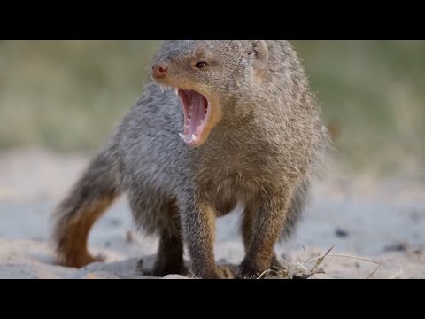 Video: Un cobra ha mai ucciso una mangusta?