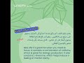 3 أسباب لتناول الماتشا