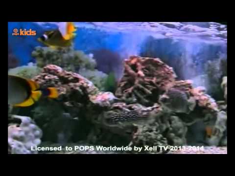 cá vàng bơi trong bể nước xuan mai tại Zing MP3
