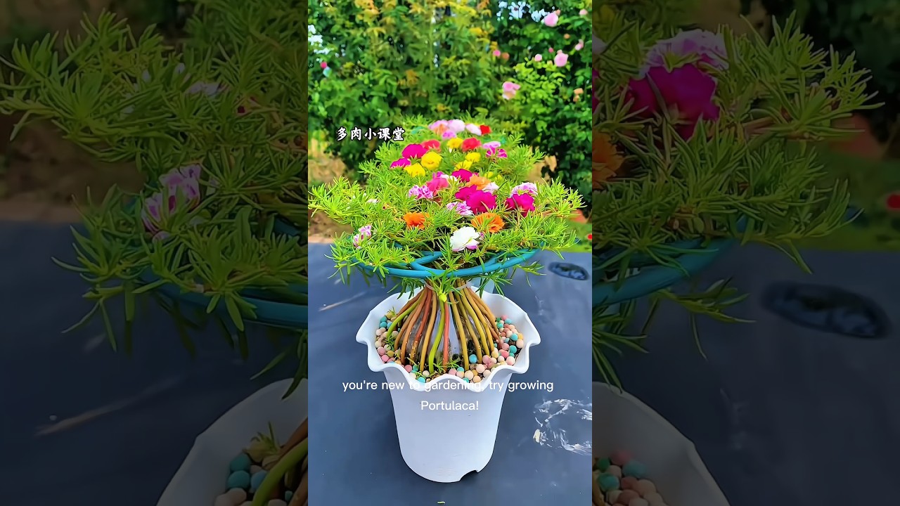 The Perfect Flower for Beginner Gardeners 🌿 🌸