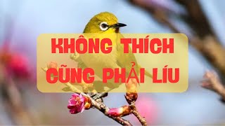 Khuyên Mái Siêu Kích... Không Thích Cũng Phải Líu # 3  Chim Cảnh Carnegie