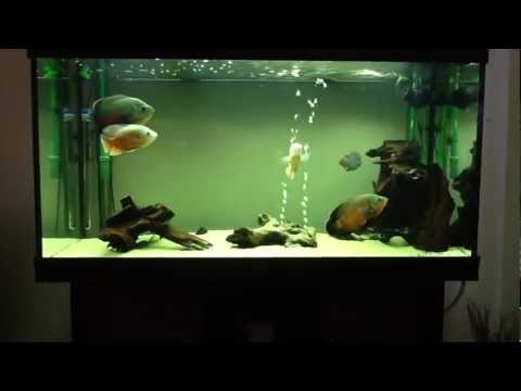 Aquarium set up South American cichlids - YouTube