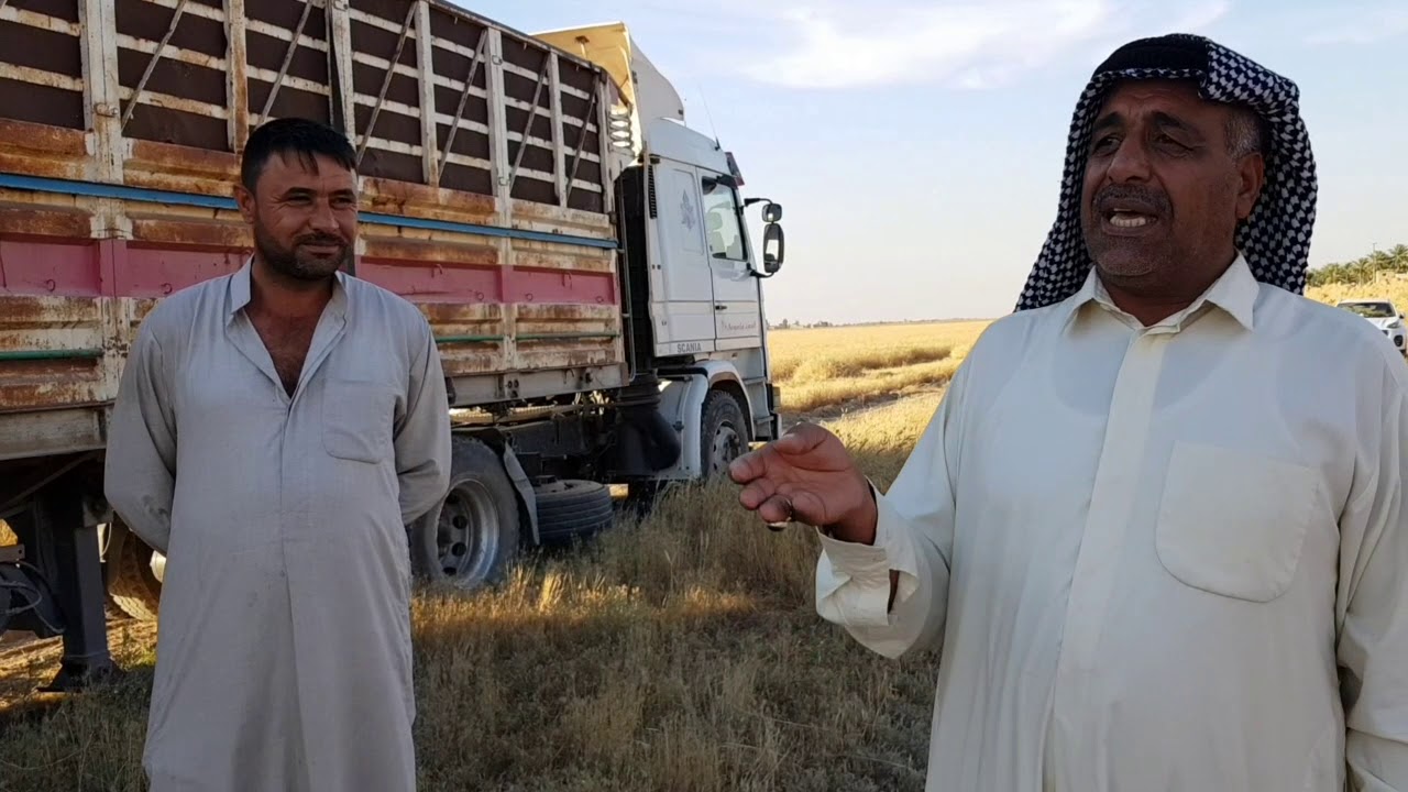 #حملة الحصاد في حقل علي سريح مقصود الشمري