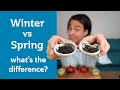 WINTER vs SPRING TEA - Taste testing snowflake Oolong