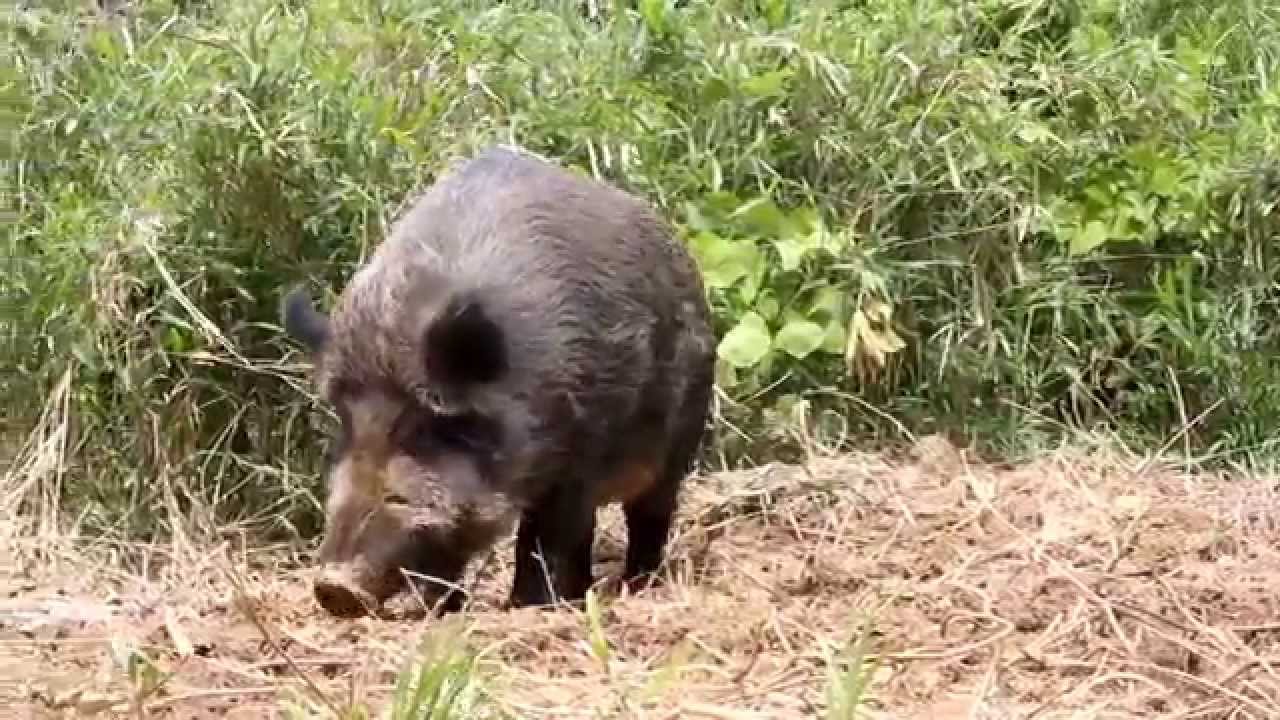 うり坊 イノシシの子供 がかわいいと話題